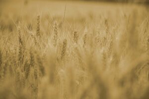 wheat