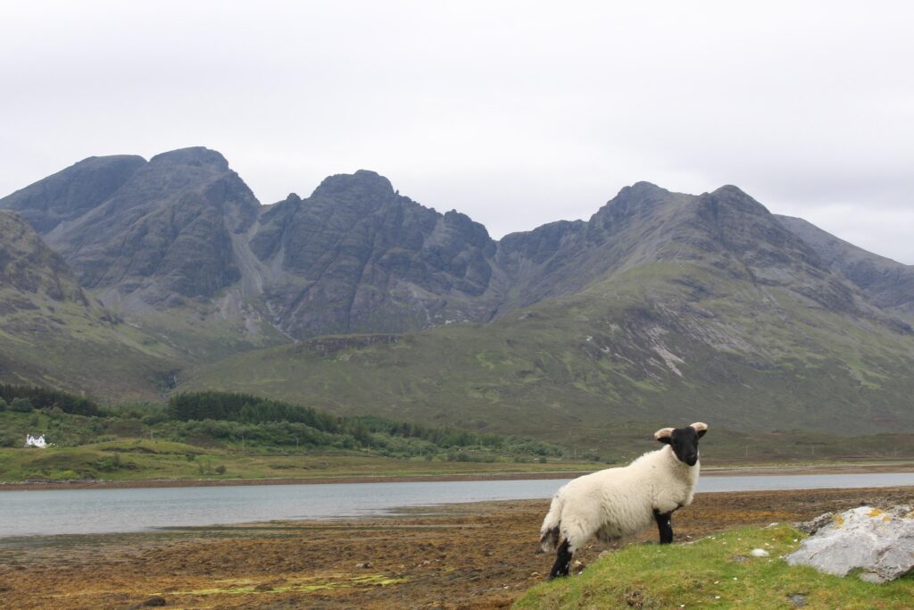 sheep grazing